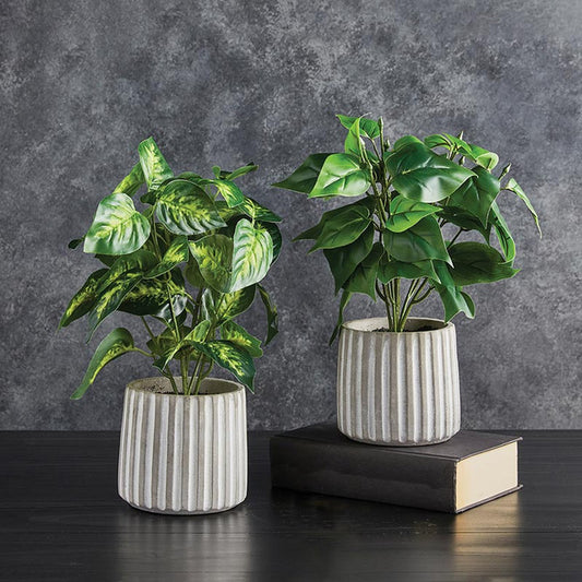 Plant in Cement Pot